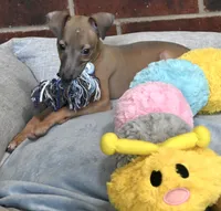 Jersey, a male Italian Greyhound for sale in Kingston, OK – 4 of 10