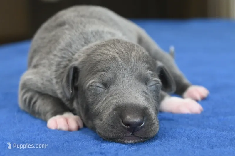 Quartz – Italian Greyhound puppy for sale in Kingston, OK