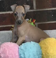 Jaxx, a male Italian Greyhound for sale in Kingston, OK – 1 of 10