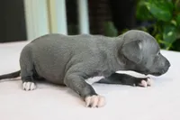 Misa, a female Italian Greyhound for sale in Kingston, OK – 10 of 10