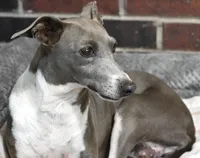 Montana, a  Italian Greyhound for sale in Kingston, OK – Photo 2 of 3