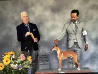 Montana, a  Italian Greyhound for sale in Kingston, OK – Photo 3 of 3