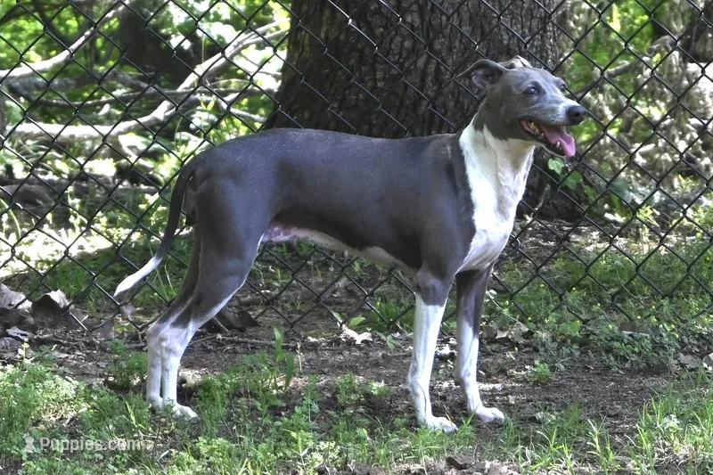 Montana – Italian Greyhound puppy for sale in Kingston, OK