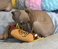 Jasper, a male Italian Greyhound for sale in Kingston, OK – 2 of 10