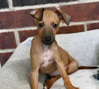 Nimbus, a male Italian Greyhound for sale in Kingston, OK – 4 of 10