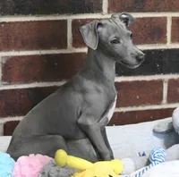 Maynard, a male Italian Greyhound for sale in Kingston, OK – 5 of 10