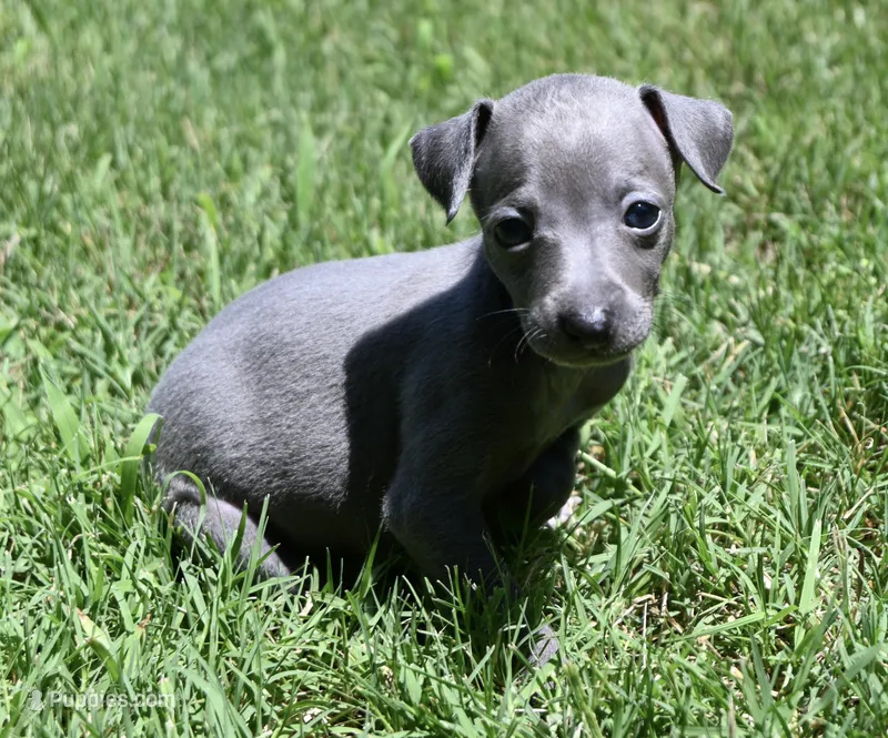 Millie – Italian Greyhound puppy for sale in Kingston, OK