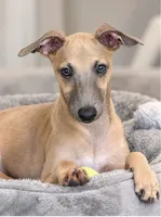 Bennett, a male Italian Greyhound for sale in Kingston, OK – 3 of 10