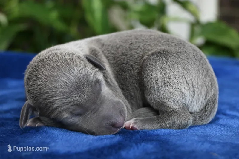 Bowie – Italian Greyhound puppy for sale in Kingston, OK