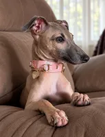 June, a female Italian Greyhound for sale in Kingston, OK – 2 of 10