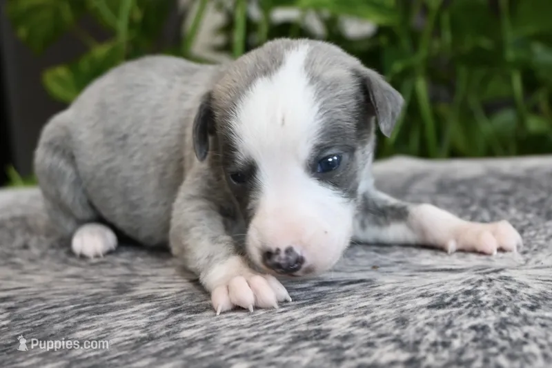 Skylar – Whippet puppy for sale in Kingston, OK