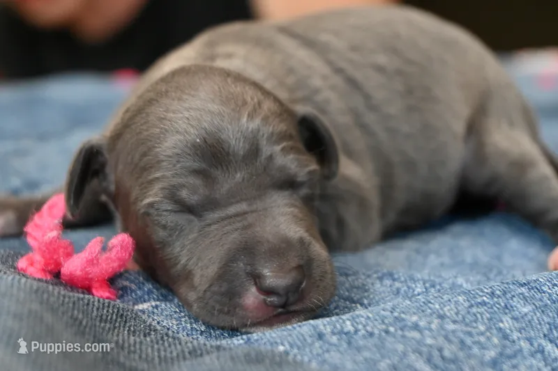 Queenie – Italian Greyhound puppy for sale in Kingston, OK