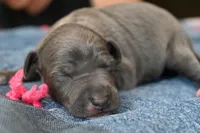 Queenie, a female Italian Greyhound for sale in Kingston, OK – 1 of 5