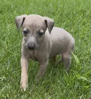 Jane, a female Italian Greyhound for sale in Kingston, OK – 2 of 10