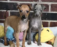 Hailie, a female Italian Greyhound for sale in Kingston, OK – 2 of 10