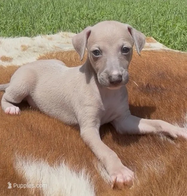 Quinn – Italian Greyhound puppy for sale in Kingston, OK