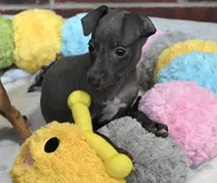 Rae, a female Italian Greyhound for sale in Kingston, OK – 5 of 10