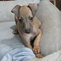 Jaxx, a male Italian Greyhound for sale in Kingston, OK – 4 of 10