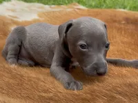 Taz, a male Italian Greyhound for sale in Kingston, OK – 4 of 10