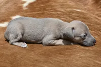 Jane, a female Italian Greyhound for sale in Kingston, OK – 5 of 10