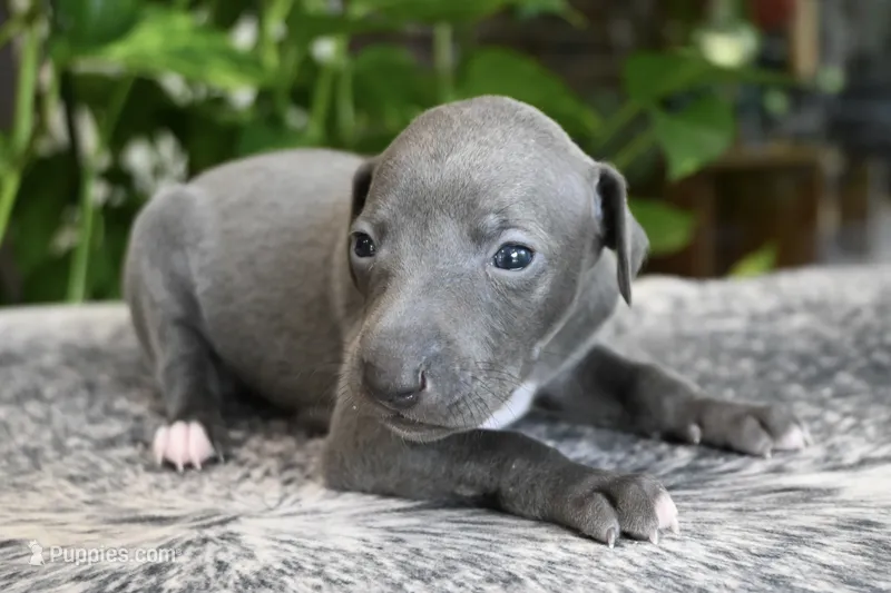 Rae – Italian Greyhound puppy for sale in Kingston, OK