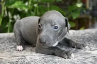 Rae, a female Italian Greyhound for sale in Kingston, OK – 5 of 10