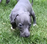 Misa, a female Italian Greyhound for sale in Kingston, OK – 3 of 10