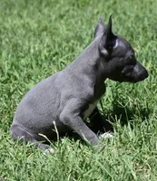 Misa, a female Italian Greyhound for sale in Kingston, OK – 5 of 10