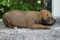 Nimbus, a male Italian Greyhound for sale in Kingston, OK – 7 of 10