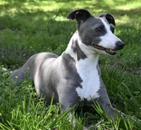 ZsaZsa had her babies!, a female Italian Greyhound for sale in Kingston, OK – Photo 4 of 5