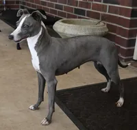 ZsaZsa had her babies!, a female Italian Greyhound for sale in Kingston, OK – Photo 2 of 5
