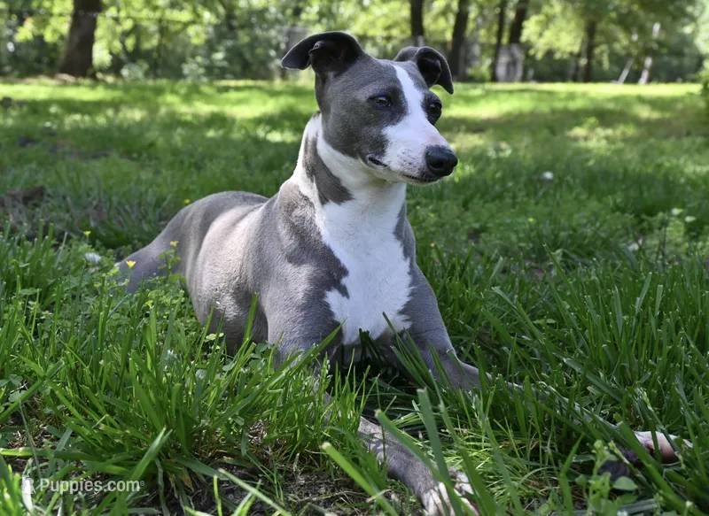 ZsaZsa had her babies!