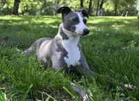 ZsaZsa had her babies!, a female Italian Greyhound for sale in Kingston, OK – Photo 1 of 5