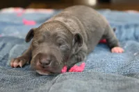 Queenie, a female Italian Greyhound for sale in Kingston, OK – 3 of 5
