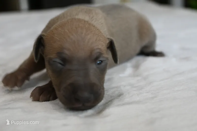 Jasper – Italian Greyhound puppy for sale in Kingston, OK