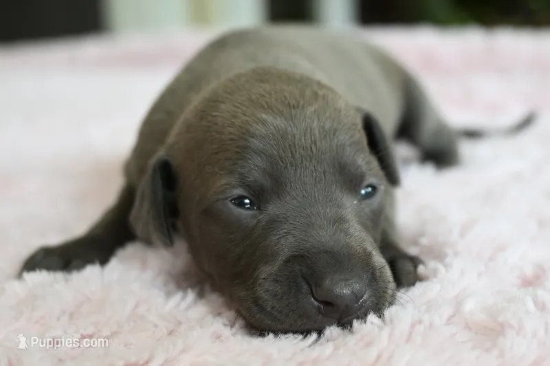 June – Italian Greyhound puppy for sale in Kingston, OK