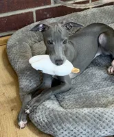 Maynard, a male Italian Greyhound for sale in Kingston, OK – 5 of 10