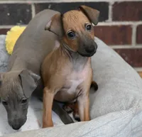 Nimbus, a male Italian Greyhound for sale in Kingston, OK – 3 of 10