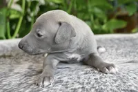 Hailie, a female Italian Greyhound for sale in Kingston, OK – 7 of 10