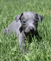 Maynard, a male Italian Greyhound for sale in Kingston, OK – 4 of 10