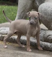 Jersey, a male Italian Greyhound for sale in Kingston, OK – 2 of 10