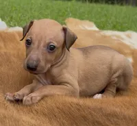 Sandi, a female Italian Greyhound for sale in Kingston, OK – 3 of 10