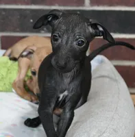 Skylar, a male Italian Greyhound for sale in Kingston, OK – 2 of 10