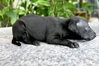 Skylar, a male Italian Greyhound for sale in Kingston, OK – 6 of 10
