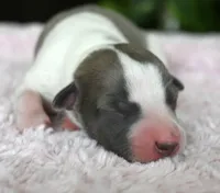 Gracie, a female Whippet for sale in Kingston, OK – 5 of 5