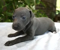 Brio, a male Italian Greyhound for sale in Kingston, OK – 8 of 10