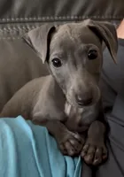 Taz, a male Italian Greyhound for sale in Kingston, OK – 3 of 9