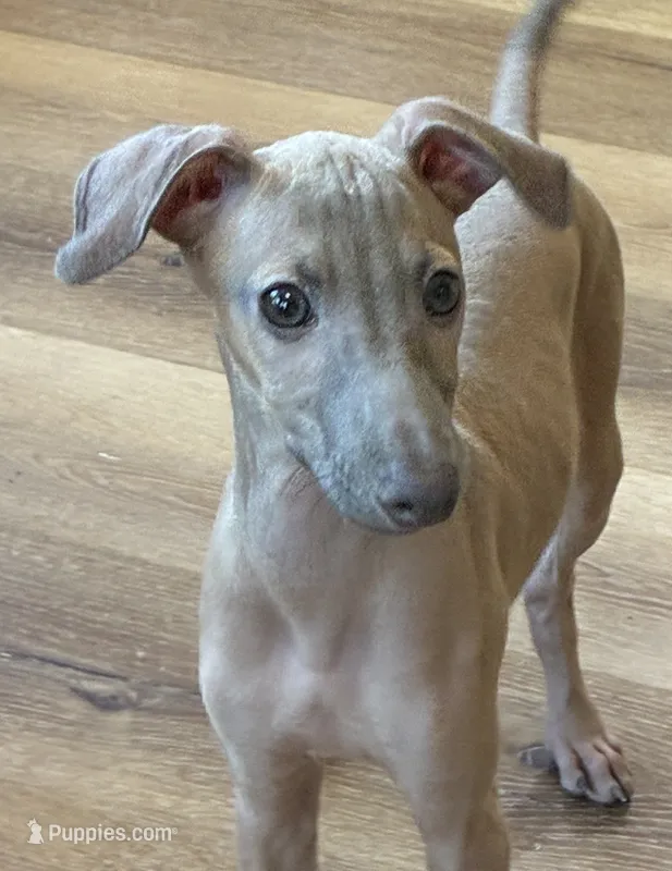 Jasper – Italian Greyhound puppy for sale in Kingston, OK