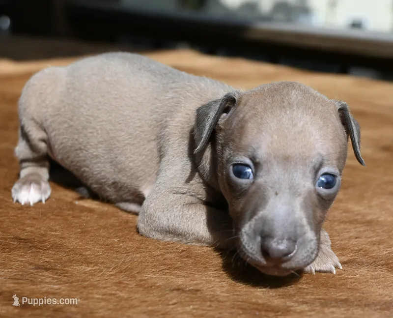 Jaxx – Italian Greyhound puppy for sale in Kingston, OK