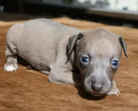 Jaxx, a male Italian Greyhound for sale in Kingston, OK – 5 of 10